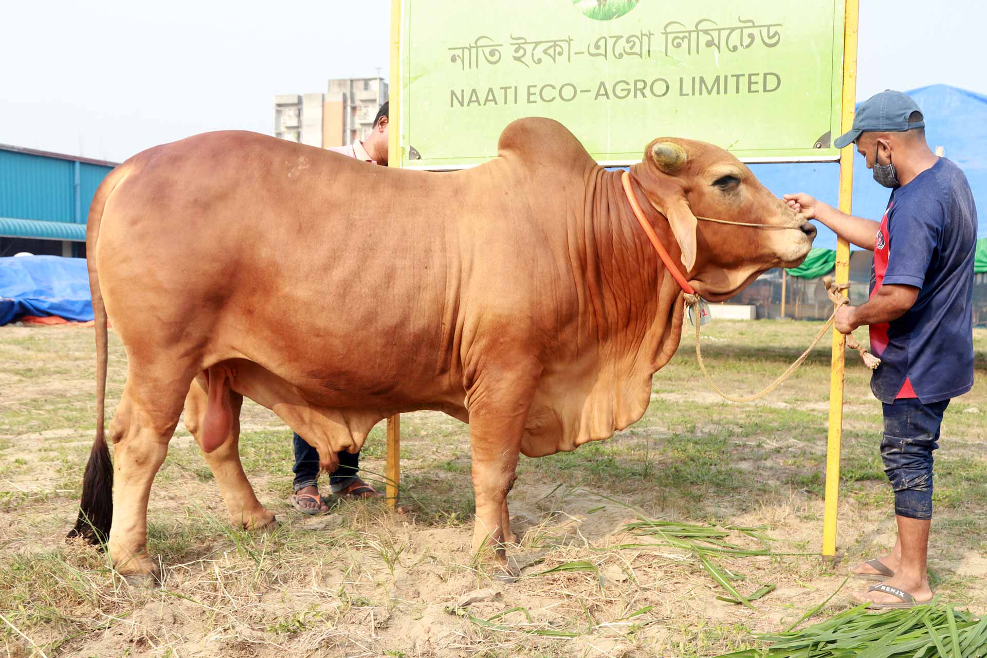 ব্রাহমা বিশাল